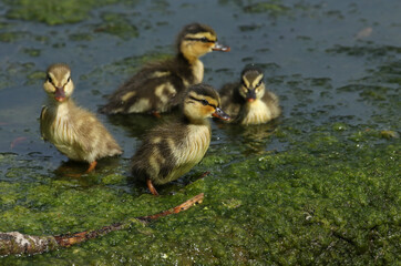 
A family of cute Mallard ducklings, Anas platyrhynchos, feeding at the edge of a weir.