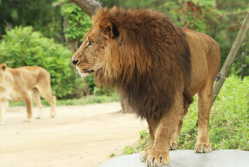 various kinds of animals in zoos