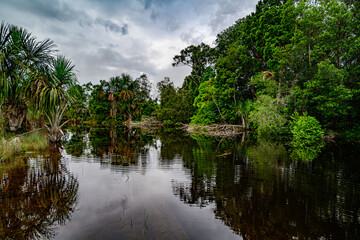 Amazon rain forest in a perfect and lovely sunny day