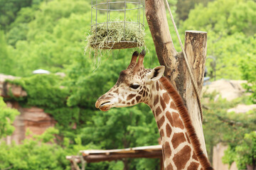 various kinds of animals in zoos