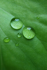 Closeup crystal clear water drops on the green leaf with selective focus