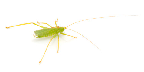 Grasshopper in front.