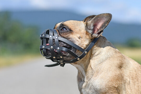 French Bulldog dog with short nose wearing a leather muzzle for protection against biting
