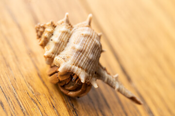 Australian Land Hermit Crab (Coenobita variabilis), peeking out of it's shell