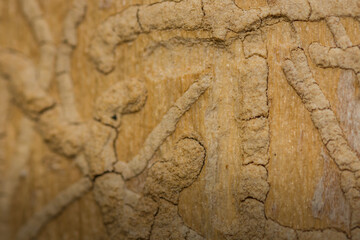 bark beetle tracks on a tree
