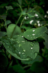 water drops on a green leaf