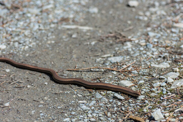 snake slowworm on the ground