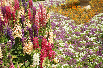 red and yellow flowers