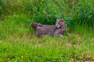 Junge Katze springt wild tobend durch das frische Gras 