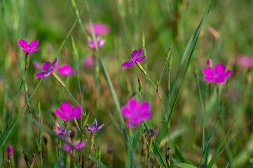 Dianthus deltoides meadow bright pink flower flowers in bloom, small grassland plants in bloom