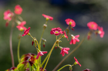 Oxalis tetraphylla beautiful flowering bulbous plants, four-leaved pink sorrel flowers in bloom, flower head detail