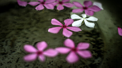 pink flowers  in the water