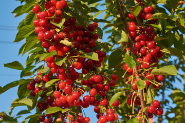 tree branches with a harvest of red cherry, cherry tree on a summer day with cherry berries on the branches
