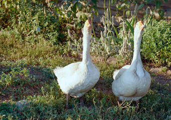 a couple of domestic geese for a walk on a summer sunny day against a background of green grass