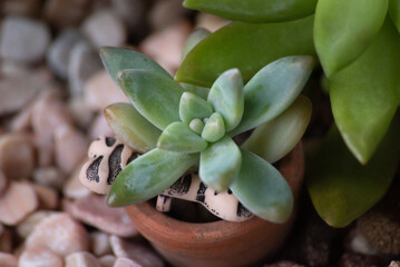 Baby Succulent Graptosedum 'Francesco Baldi'