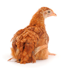 Brown hen isolated.