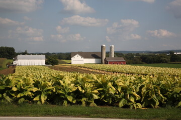Fototapeta na wymiar View of Amish Farm Land and tobacco field with farm house under blue sky in Lancaster County, Pennsylvania, USA