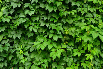 Wet wild grape leaves background and texture.