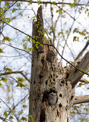 Two eastern screech owls sleeping in a tree. This was taken a spring day in the forest. 