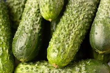 Water drops on fresh green cucumbers, closeup