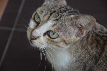 Close up portrait of a cat