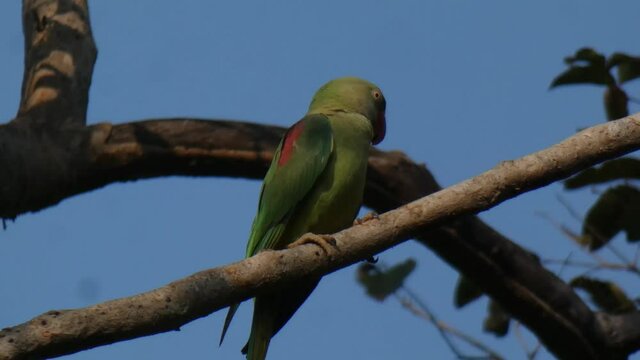 Parrot chilling on tree mp4 UHD 4k.