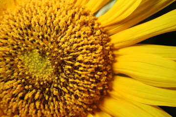 sunflower close up