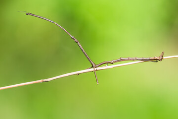 The Phasmatodea sitting on a branch. Phasmida or Phasmatoptera. Phylliidae.