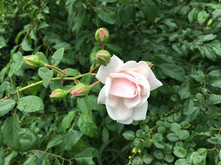 Iceberg rose bud. Polka rose. White rose, light pink rose