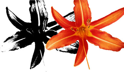 Blume Muster Lilie Orange © Pia