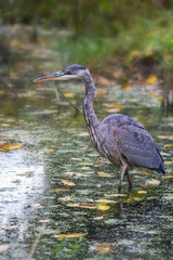 Great blue heron in a pond looking in the direction of the camera. It is standing still and fishing. It was photographed on a warm sunny day.