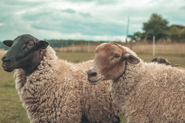 Naklejka premium sheep on pasture in a meadow on a farm