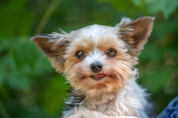 Terrier in the hands of the hostess.