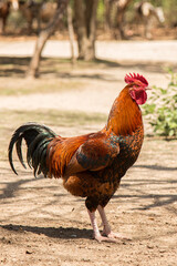 Portrait of a rooster standing alter on a dirt path on the farm. It is a warm sunny day in Cuba and the rooster in naturally lit from the sun. 