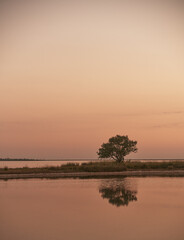 Fototapeta na wymiar lonely tree on the shore of pond during sunset. calm landscape of rural river