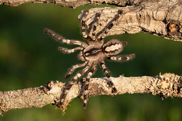Tarantula spider, Poecilotheria Metallica, in front of white background