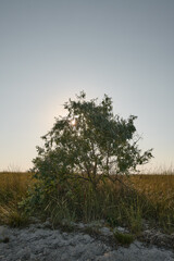 wild olive tree in the evening summer prairie