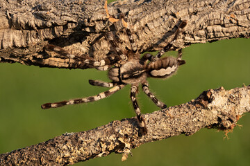 Tarantula spider, Poecilotheria Metallica, in front of white background