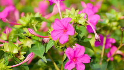 Mirabilis jalapa or the Four o’ Clock Flower  blooming in the garden