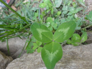green plant growing in the soil