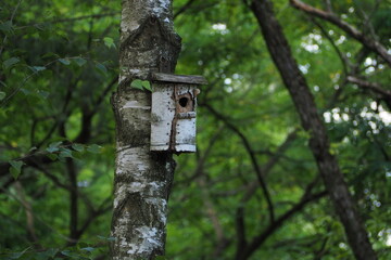 Karmnik dla ptaków zamontowany na brzozie w lesie © vofchok