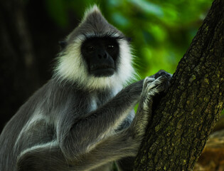 Gray Langur Monkey,  Sri Lankan Gray Monkey,  tufted gray langur (Semnopithecus priam) 