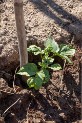 Planting beans in the field in Urla district of Izmir