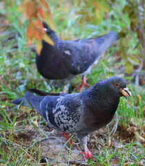 A pigeon with a piece of bread in its beak in the green grass
