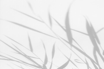 Overlay effect for photo. Blurred gray shadows of delicate grass on a white wall. Abstract neutral nature concept background. Space for text. Shadow for natural light effects.