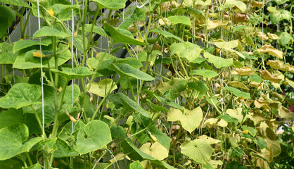 Cucumber plants in a greenhouse with yellow leaves, affected by the disease.Fungal or viral disease. Lack or excess of moisture and nutrients.