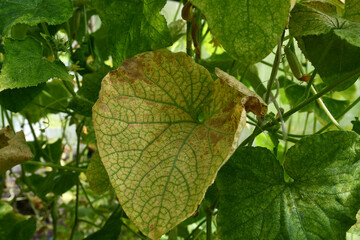 Cucumber plants in a greenhouse with yellow leaves, affected by the disease.Fungal or viral disease. Lack or excess of moisture and nutrients.