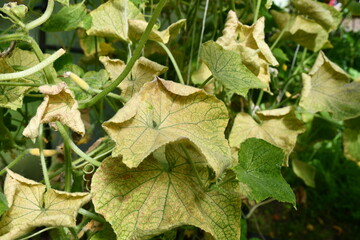 Cucumber plants in a greenhouse with yellow leaves, affected by the disease.Fungal or viral...