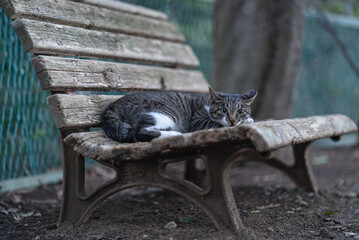 ベンチでくつろぐキジ白猫
