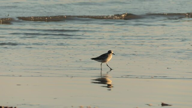 Beautiful sandpiper bird at shallow waters. Piper bird reflection in the smooth surface of the Pacific ocean shore. Beautiful cinematic slow motion of a small shore bird in sunset light. Wild nature